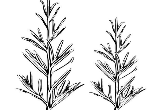 Rosemary and Its Topical Applications