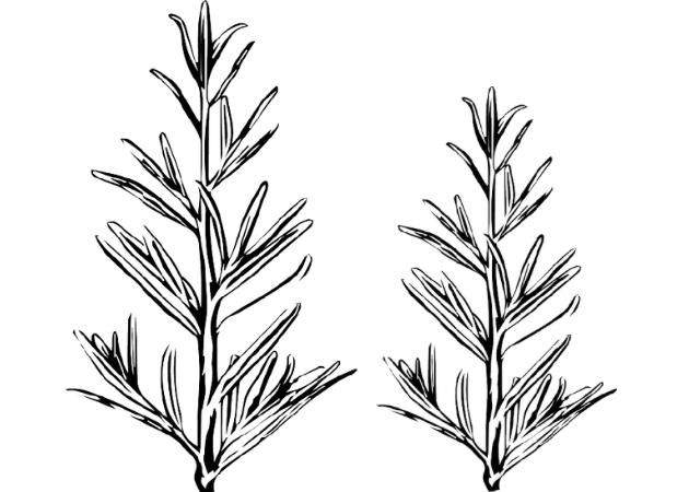 Rosemary and Its Topical Applications