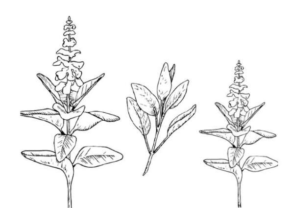 Medicinal Property of Sage (Salvia)