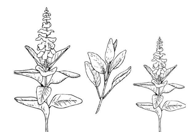 Medicinal Property of Sage (Salvia)