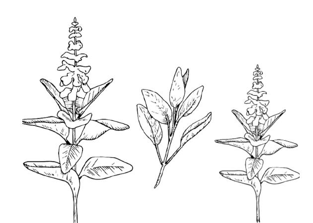 Medicinal Property of Sage (Salvia)