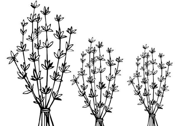 Thyme: Therapeutic Properties of an Indigenous Mediterranean Herb