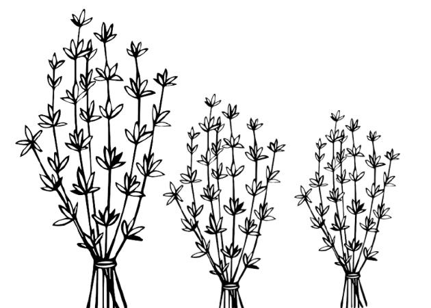 Thyme: Therapeutic Properties of an Indigenous Mediterranean Herb