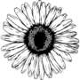 Chamomile: A herbal medicine of the past with bright future