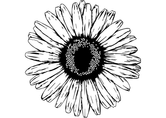 Chamomile: A herbal medicine of the past with bright future