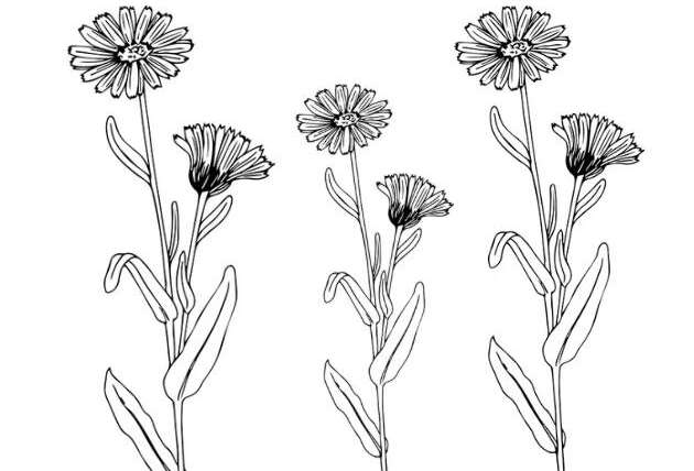 The Multifaceted Therapeutic Potential of Calendula Officinalis L.