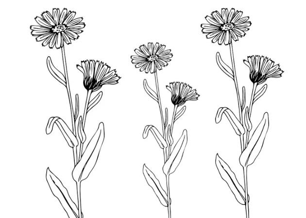 The Multifaceted Therapeutic Potential of Calendula Officinalis L.